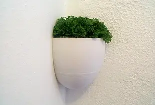 Little Planter