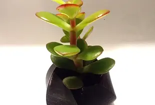 Small simple planter